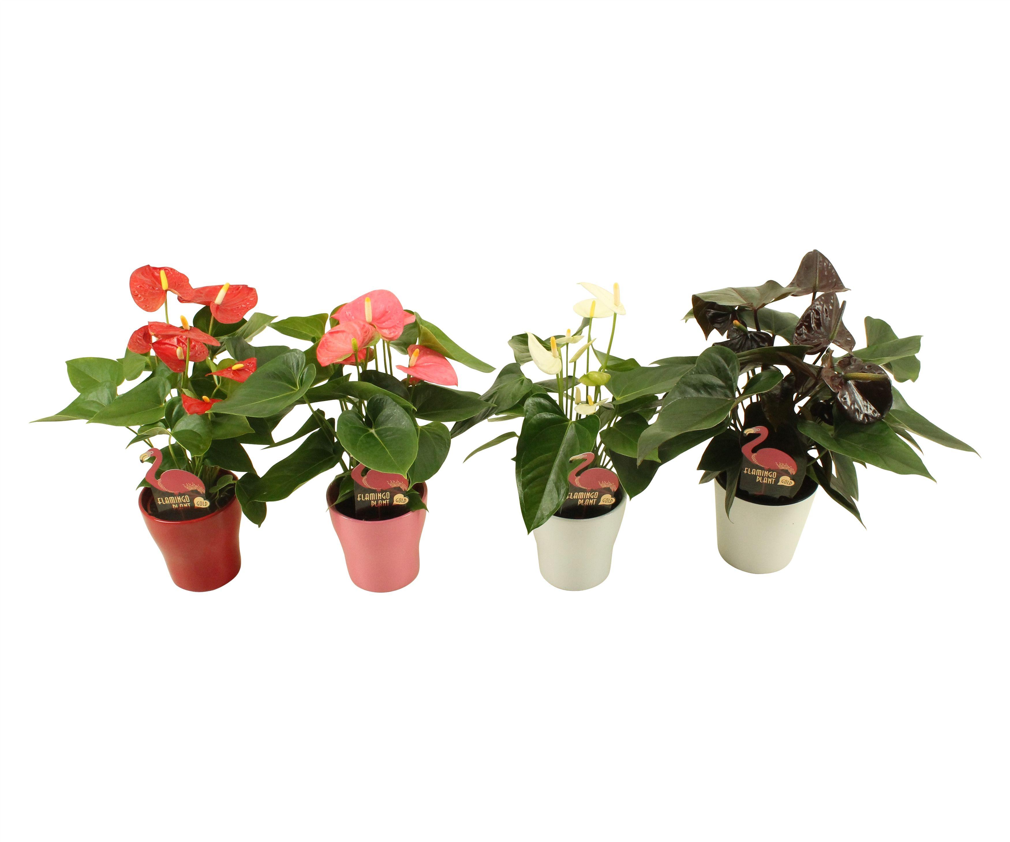 Горшечные цветы и растения оптом Anth An Mix 4+ Flamingo Deluxe Ceramic от 12шт (для телеги) из Голландии с доставкой по России