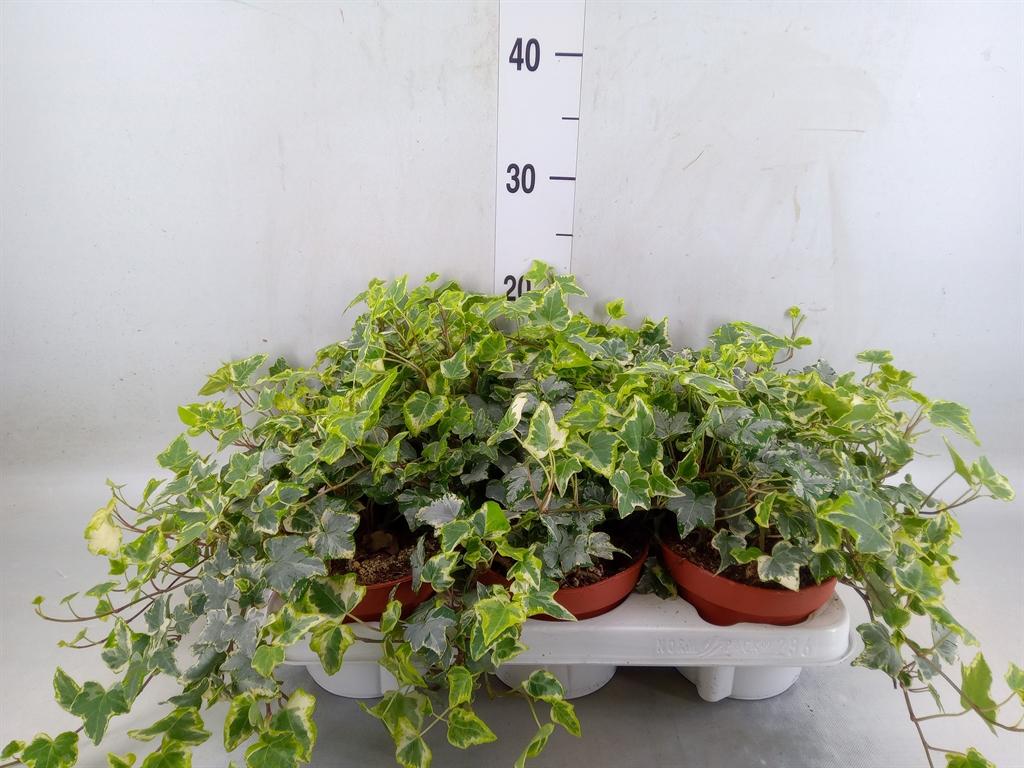 Горшечные цветы и растения оптом Hedera   ...variegated от 6шт из Голландии с доставкой по России