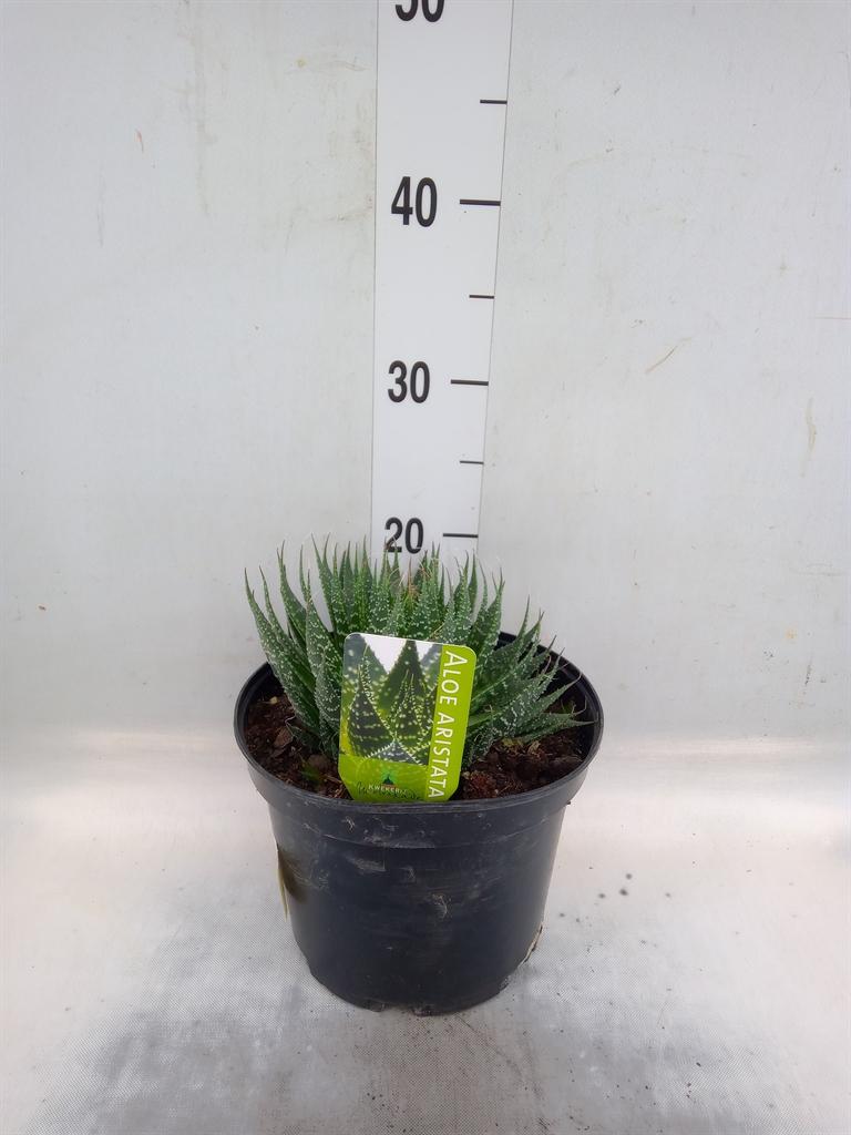 Горшечные цветы и растения оптом Aloe   ...mix от 1шт из Голландии с доставкой по России