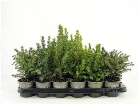 Горшечные цветы и растения оптом Picea Mix от 18шт (для телеги) из Голландии с доставкой по России