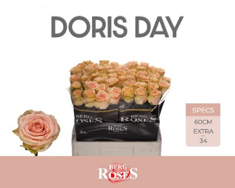Срезанные цветы оптом Rosa large doris day от 50шт. из Голландии с доставкой по России