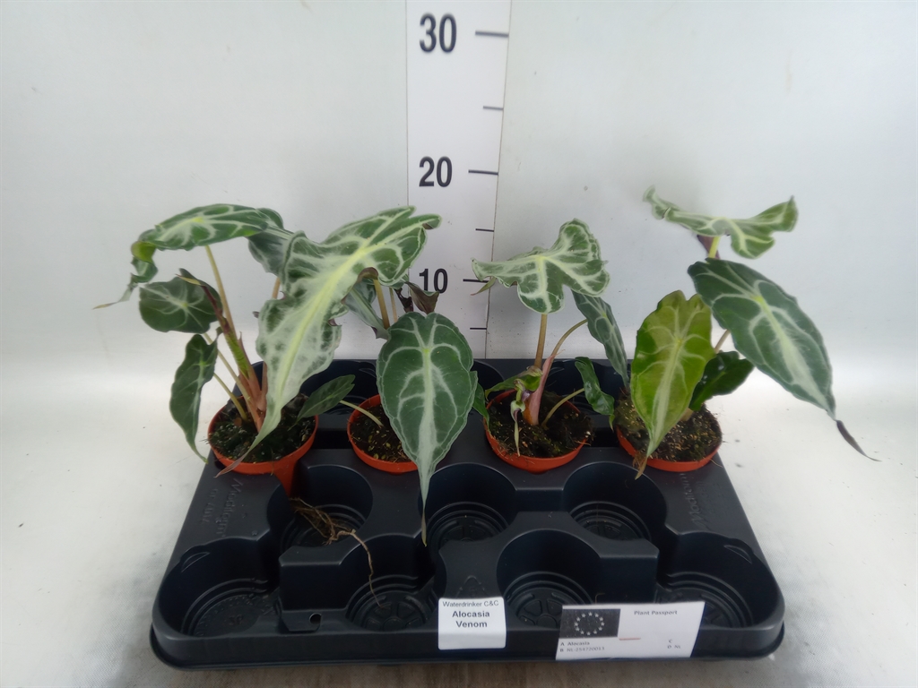 Горшечные цветы и растения оптом Alocasia   ... от 4шт (для телеги) из Голландии с доставкой по России