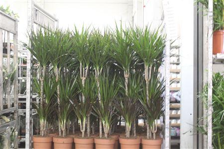 Горшечные цветы и растения оптом Dra Marg Gem 3 Srt 60-30-15 Cm от 1шт из Голландии с доставкой по России