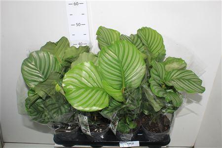 Горшечные цветы и растения оптом Calat Orbifolia от 8шт из Голландии с доставкой по России