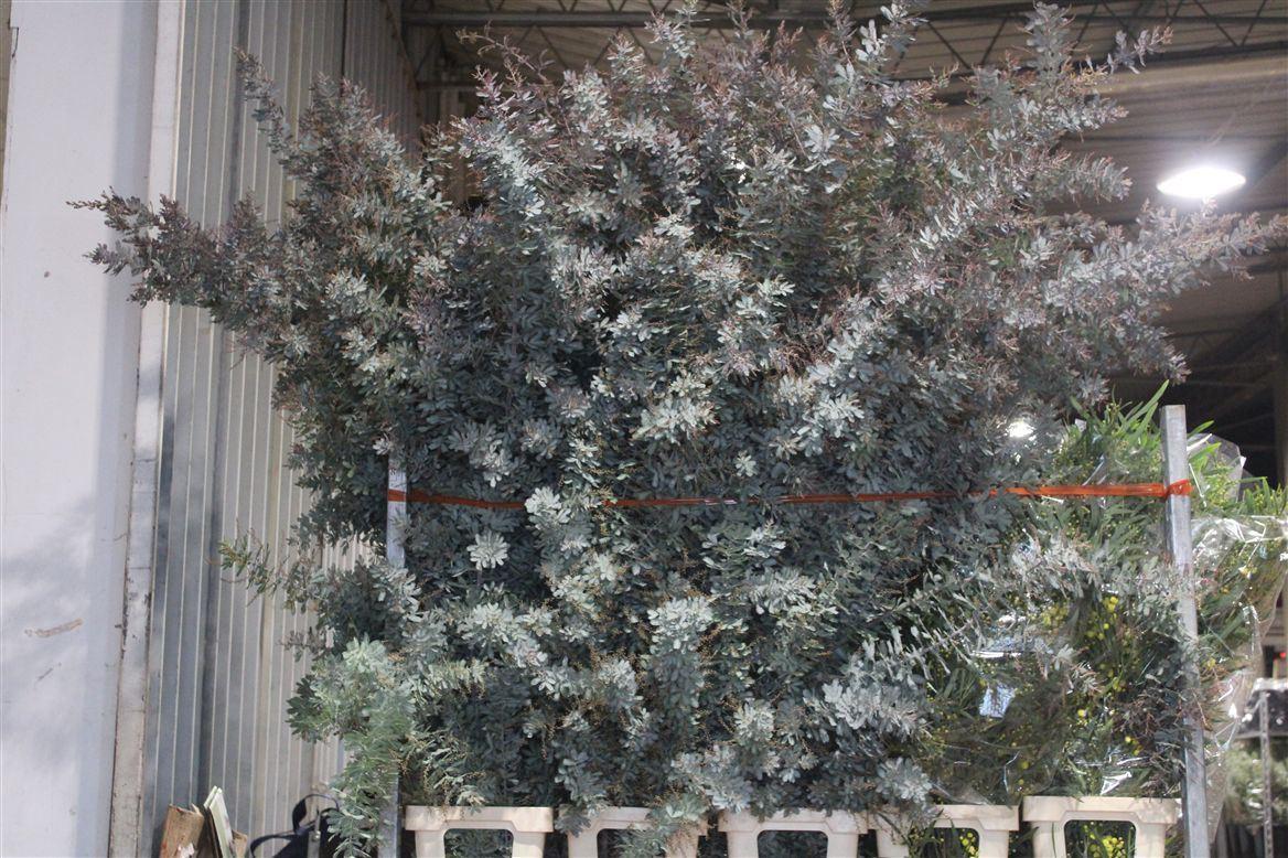 Срезанные цветы оптом Mimosa baileyana от 10шт из Голландии с доставкой по России