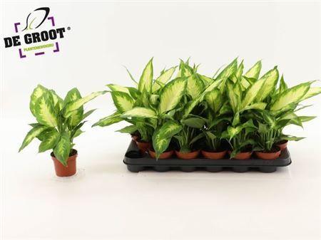 Горшечные цветы и растения оптом Dieffenbachia Camilla от 18шт (для телеги) из Голландии с доставкой по России