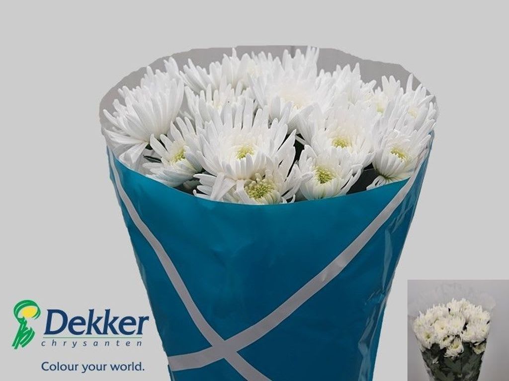 Срезанные цветы оптом Chrys sp topspin от 80шт. из Голландии с доставкой по России