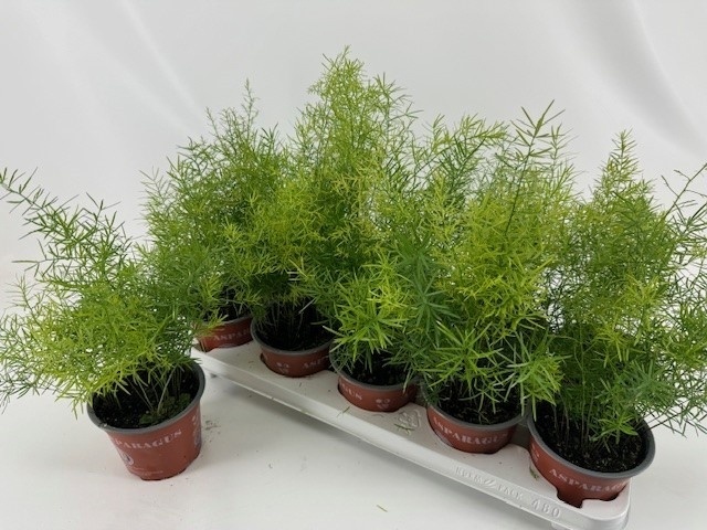 Горшечные цветы и растения оптом Aspar D Sprengeri от 10шт из Голландии с доставкой по России