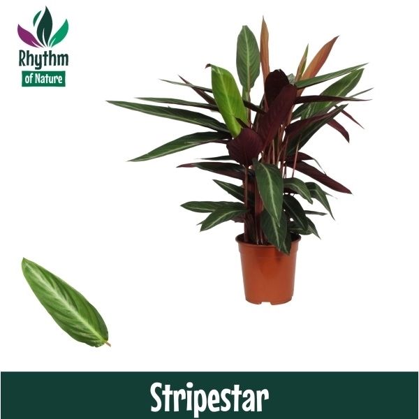 Горшечные цветы и растения оптом Calathea Stripestar Rhythm Of Nature от 1шт из Голландии с доставкой по России