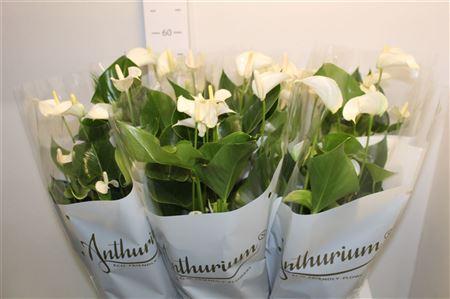 Горшечные цветы и растения оптом Anthu An White Champ 7+ от 6шт из Голландии с доставкой по России