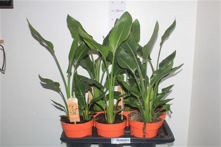 Горшечные цветы и растения оптом Strelitzia Reginae от 6шт из Голландии с доставкой по России