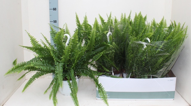 Горшечные цветы и растения оптом Nephr Ex Sonata от 5шт из Голландии с доставкой по России