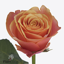 Срезанные цветы оптом Rosa large melange от 60шт из Голландии с доставкой по России