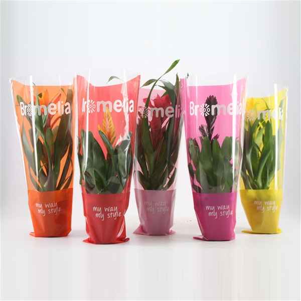 Горшечные цветы и растения оптом Bromelia Excellent Mix In Vensterhoes от 10шт из Голландии с доставкой по России