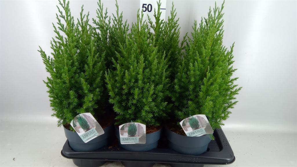 Горшечные цветы и растения оптом Juniperus Chinensis stricta от 6шт из Голландии с доставкой по России