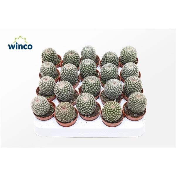 Горшечные цветы и растения оптом Mammillaria Matudae от 20шт (для телеги) из Голландии с доставкой по России