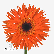 Срезанные цветы оптом Gerbera gerspider firecracker от 80шт из Голландии с доставкой по России Срезанные цветы оптом Gerbera gerspider firecracker от 80шт из Голландии с доставкой по России