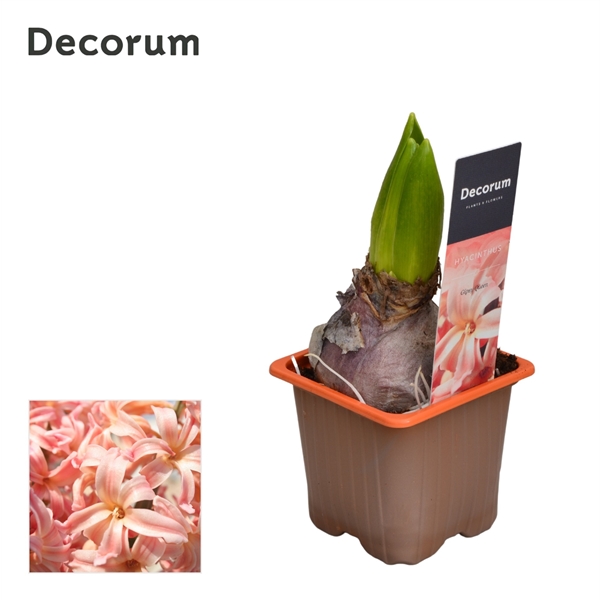 Горшечные цветы и растения оптом Hyacinthus Gipsy Queen 1pp Label (decorum) от 24шт из Голландии с доставкой по России