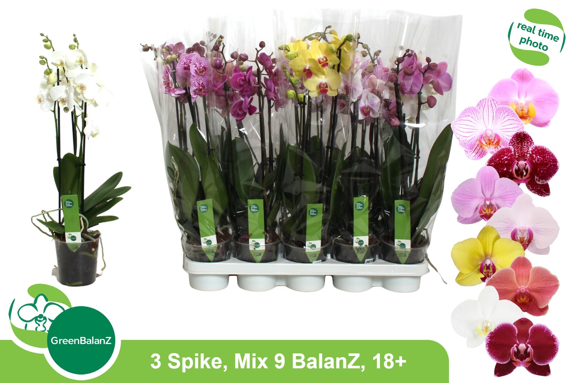 Горшечные цветы и растения оптом Phal Gem 9 Kl от 10шт из Голландии с доставкой по России