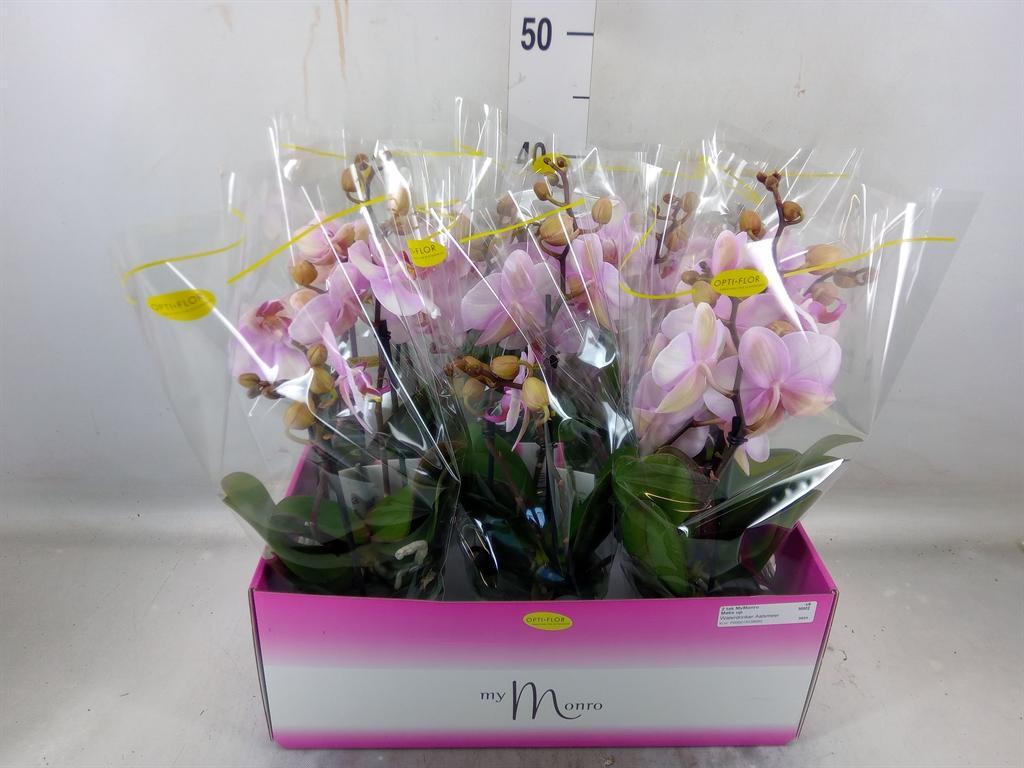 Горшечные цветы и растения оптом Phalaenopsis   ...rose от 6шт из Голландии с доставкой по России