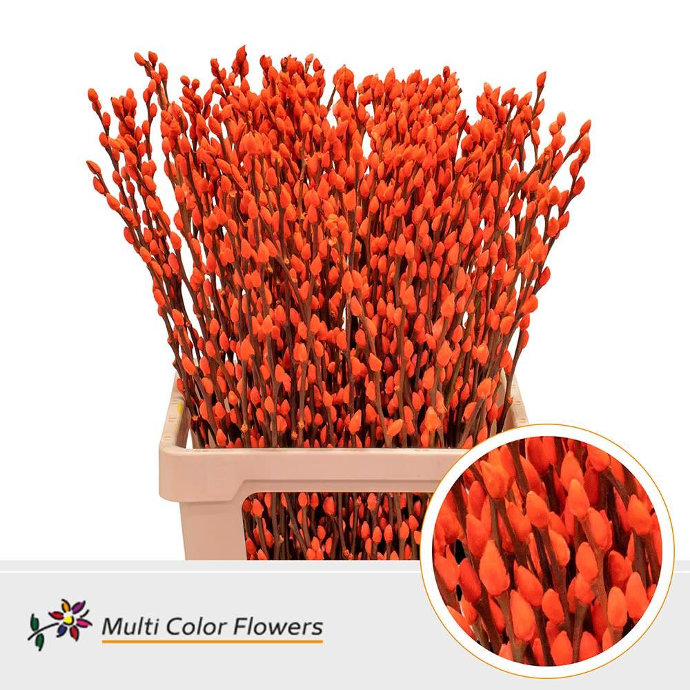 Срезанные цветы оптом Salix paint pussy willow orange от 200шт из Голландии с доставкой по России