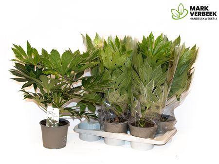 Горшечные цветы и растения оптом Fatsia Variegata Bontbladig от 6шт из Голландии с доставкой по России