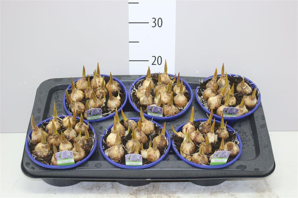 Горшечные цветы и растения оптом Muscari Lindsay In Schaaltje от 6шт из Голландии с доставкой по России