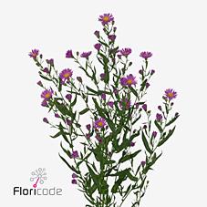 Срезанные цветы оптом Aster casarosa от 150шт из Голландии с доставкой по России