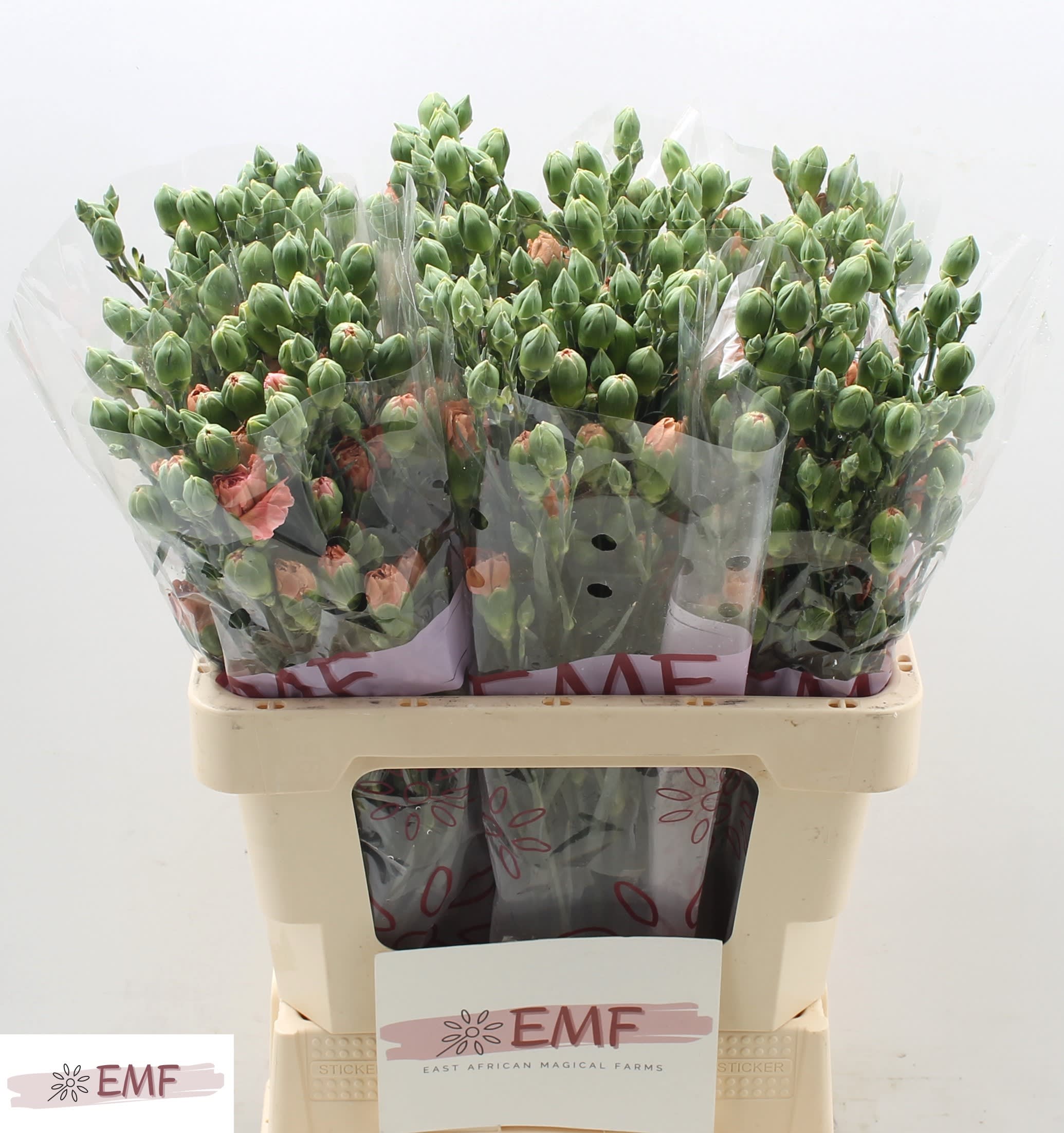 Срезанные цветы оптом Dianthus sp miss indie от 60шт из Голландии с доставкой по России