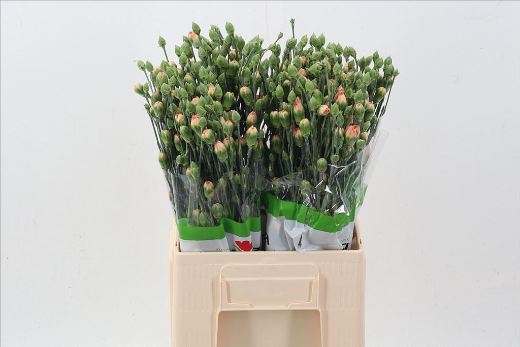 Срезанные цветы оптом Dianthus sp nectarine от 80шт из Голландии с доставкой по России