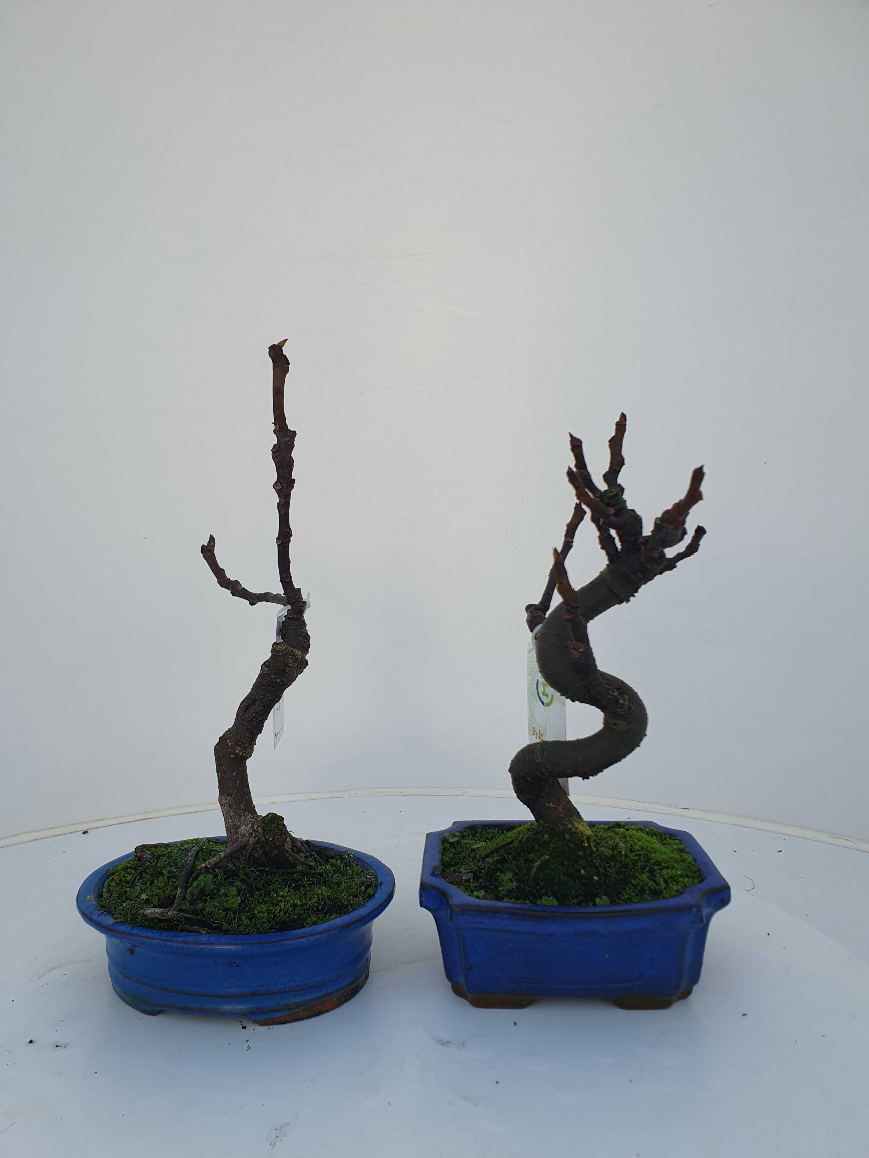 Горшечные цветы и растения оптом Bonsai Ficus Carica от 7шт из Голландии с доставкой по России