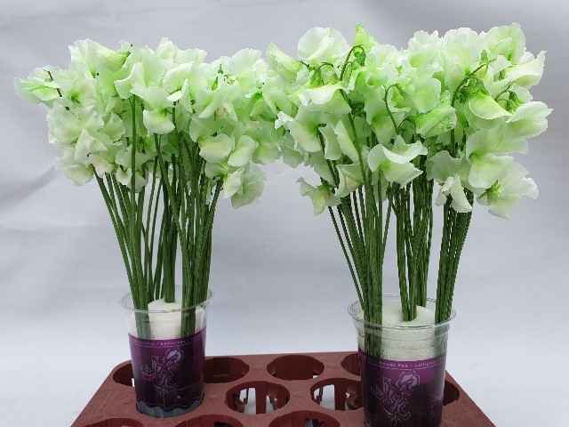 Срезанные цветы оптом Lathyrus paint green от 30шт.. из Голландии с доставкой по России
