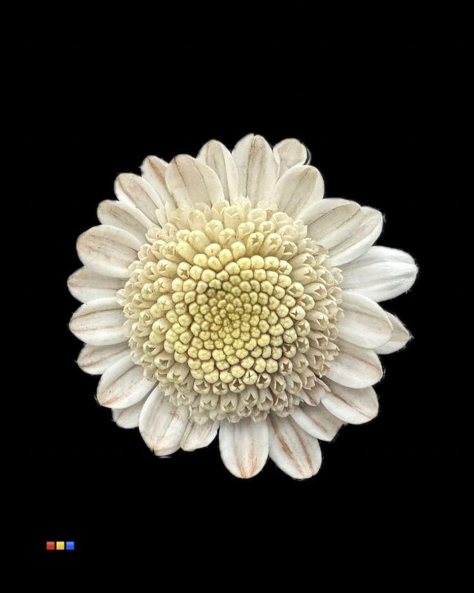 Срезанные цветы оптом Chrys sp paint stallion dusty taupe от 60шт из Голландии с доставкой по России