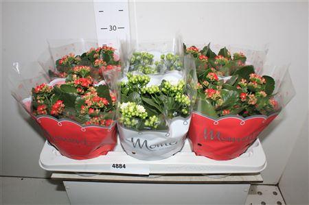 Горшечные цветы и растения оптом ** Kal Ge Gem 2 Kl * Winter Promo * от 6шт из Голландии с доставкой по России