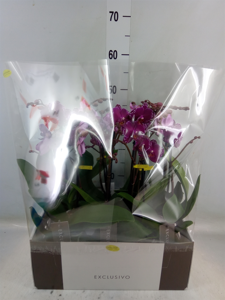 Горшечные цветы и растения оптом Phalaenopsis Multi.   ...lilac от 6шт из Голландии с доставкой по России