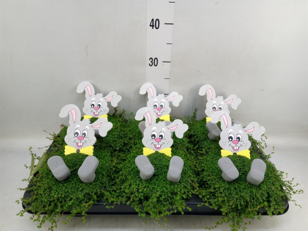 Горшечные цветы и растения оптом Soleirolia Soleirolii   ...green от 6шт из Голландии с доставкой по России