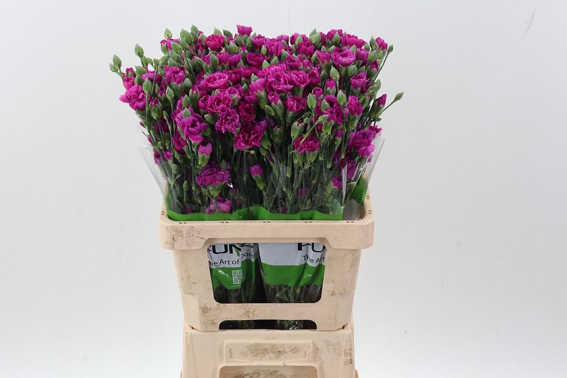 Срезанные цветы оптом Dianthus sp jacaranda от 100шт из Голландии с доставкой по России