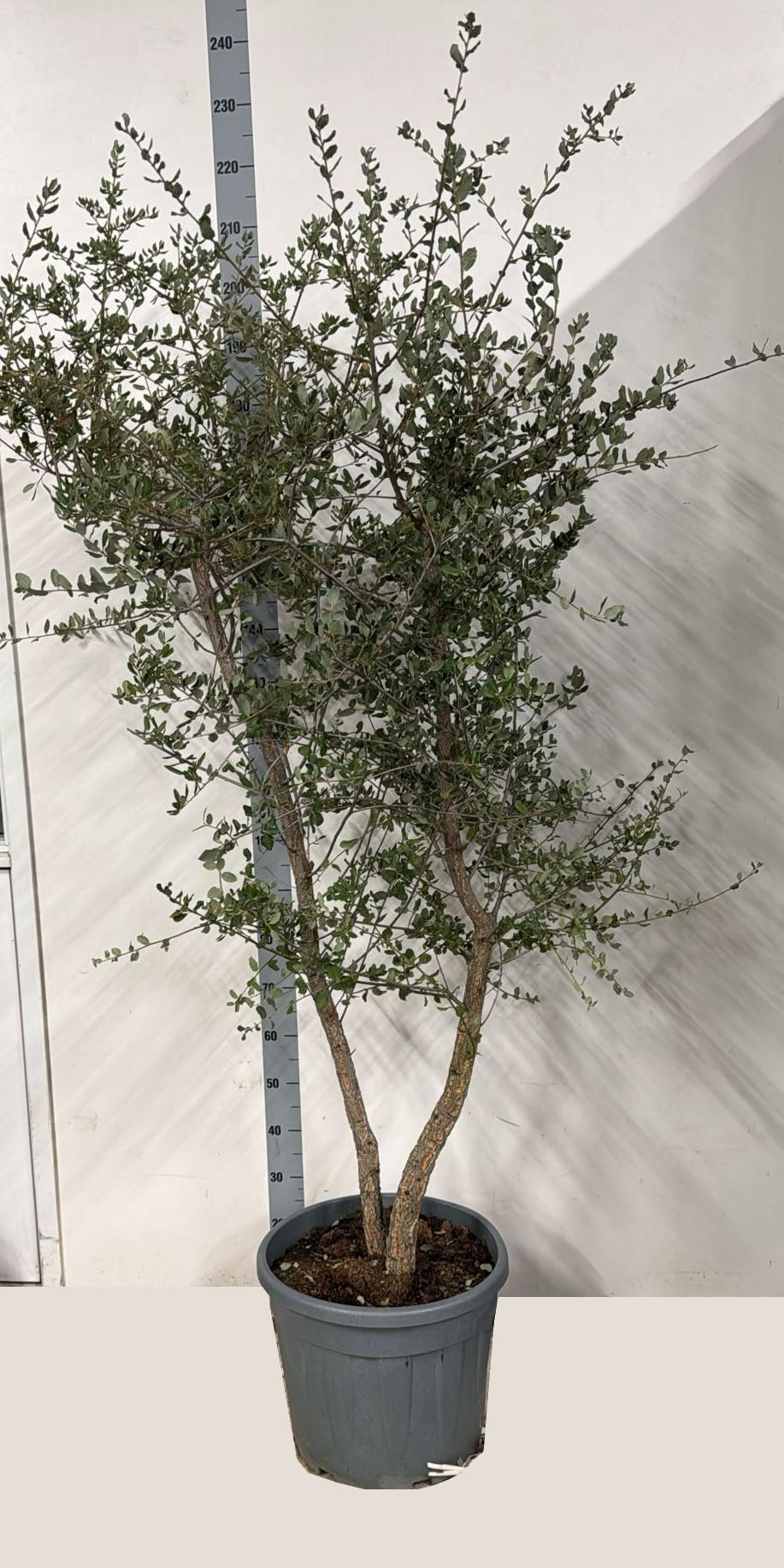 Горшечные цветы и растения оптом Quer Ilex от 1шт из Голландии с доставкой по России