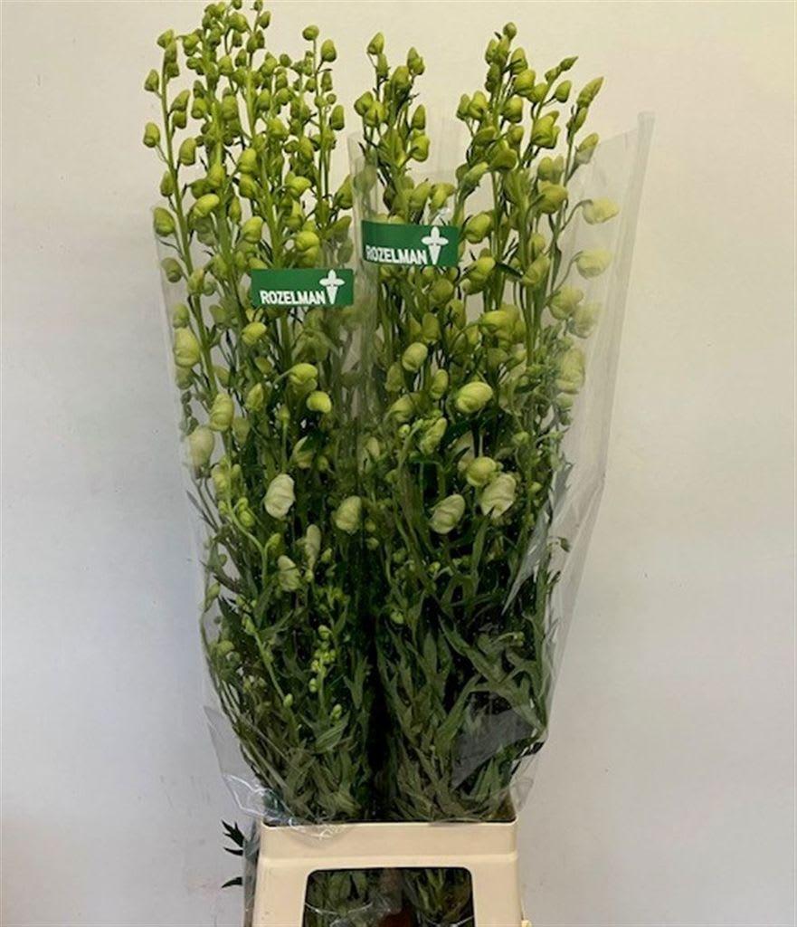 Срезанные цветы оптом Aconitum white от 20шт из Голландии с доставкой по России