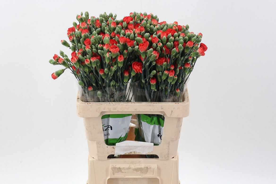 Срезанные цветы оптом Dianthus sp fiero orange от 100шт из Голландии с доставкой по России