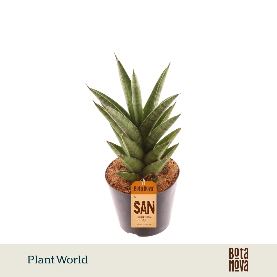 Горшечные цветы и растения оптом Sansevieria Starshooter от 11шт из Голландии с доставкой по России