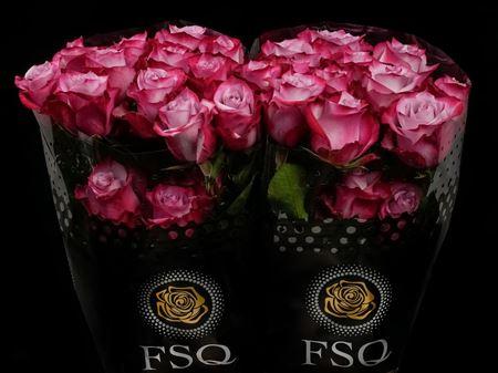 Срезанные цветы оптом Rosa ec deep purple от 20шт из Голландии с доставкой по России