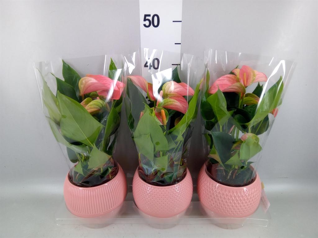 Горшечные цветы и растения оптом Anthurium Andr. joli от 3шт из Голландии с доставкой по России