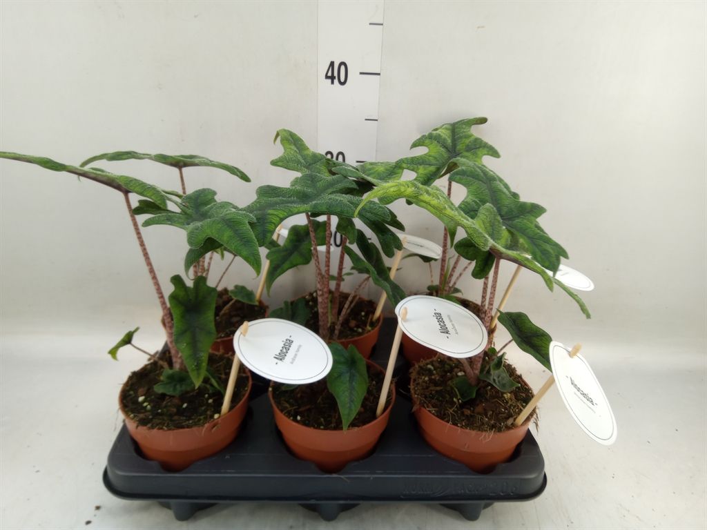 Горшечные цветы и растения оптом Alocasia   ... от 6шт (для телеги) из Голландии с доставкой по России