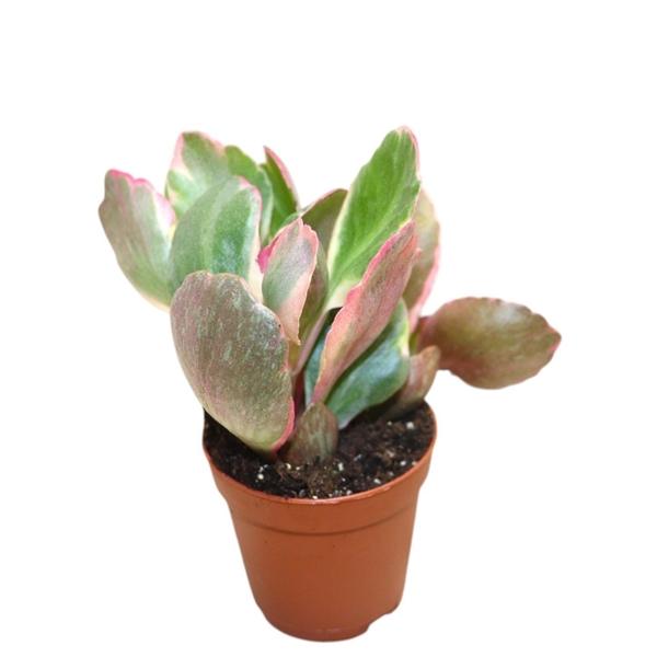 Горшечные цветы и растения оптом Kalanchoe Variegata Multicolor от 20шт (для телеги) из Голландии с доставкой по России