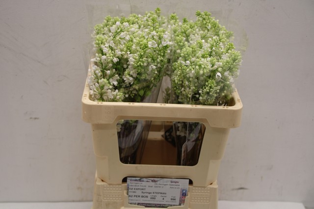 Срезанные цветы оптом Syringa per bunch white от 4шт из Голландии с доставкой по России