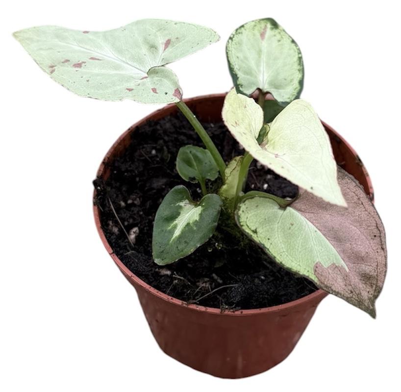Горшечные цветы и растения оптом Syngonium Strawberry Milk от 1шт (для телеги) из Голландии с доставкой по России