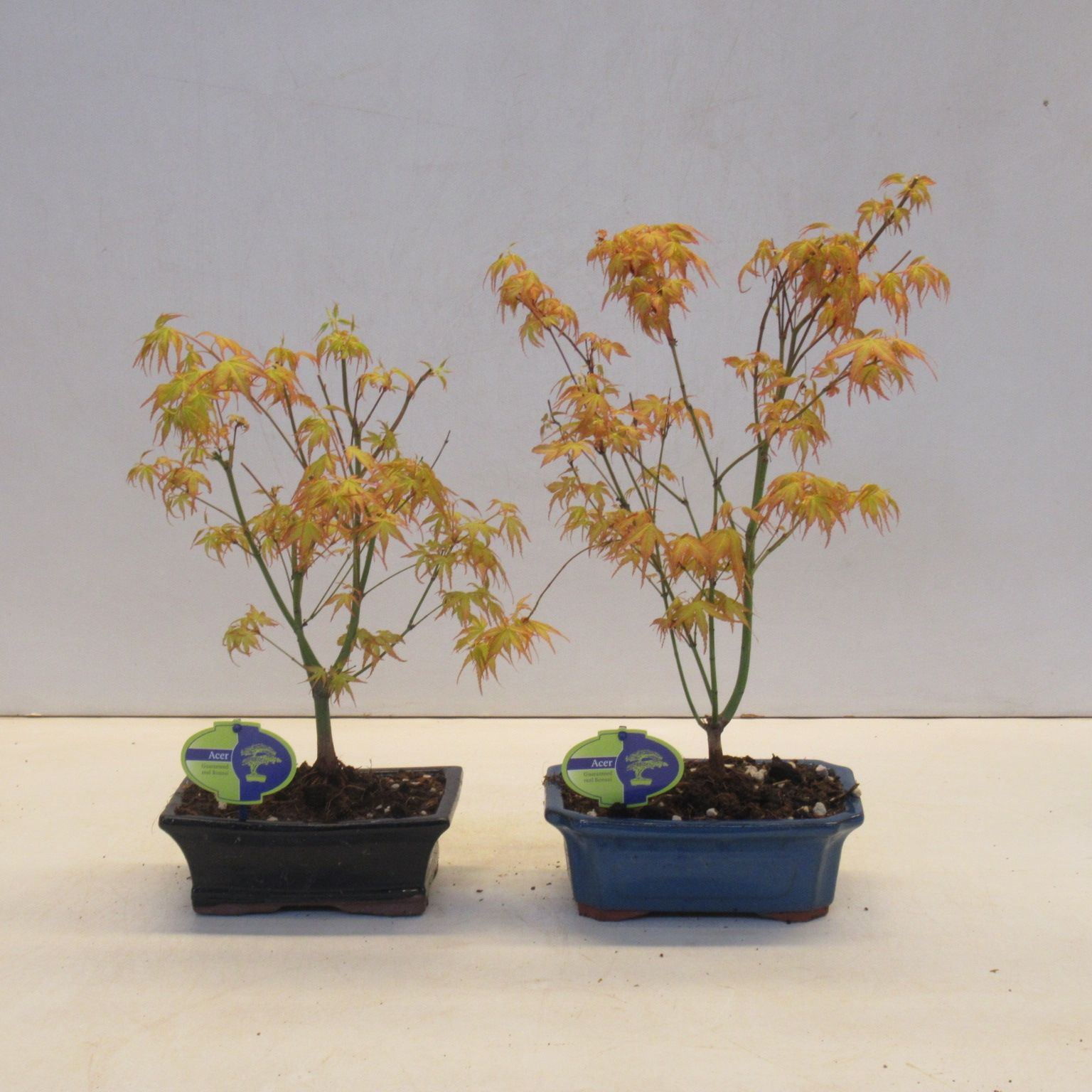 Горшечные цветы и растения оптом Acer Palmatum Katsura от 4шт из Голландии с доставкой по России