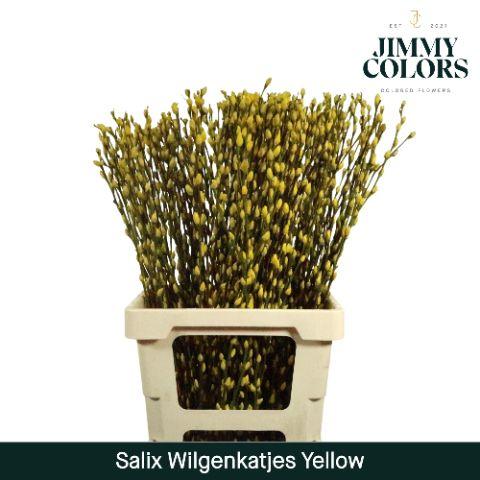 Срезанные цветы оптом Salix paint pussy willow yellow от 50шт из Голландии с доставкой по России
