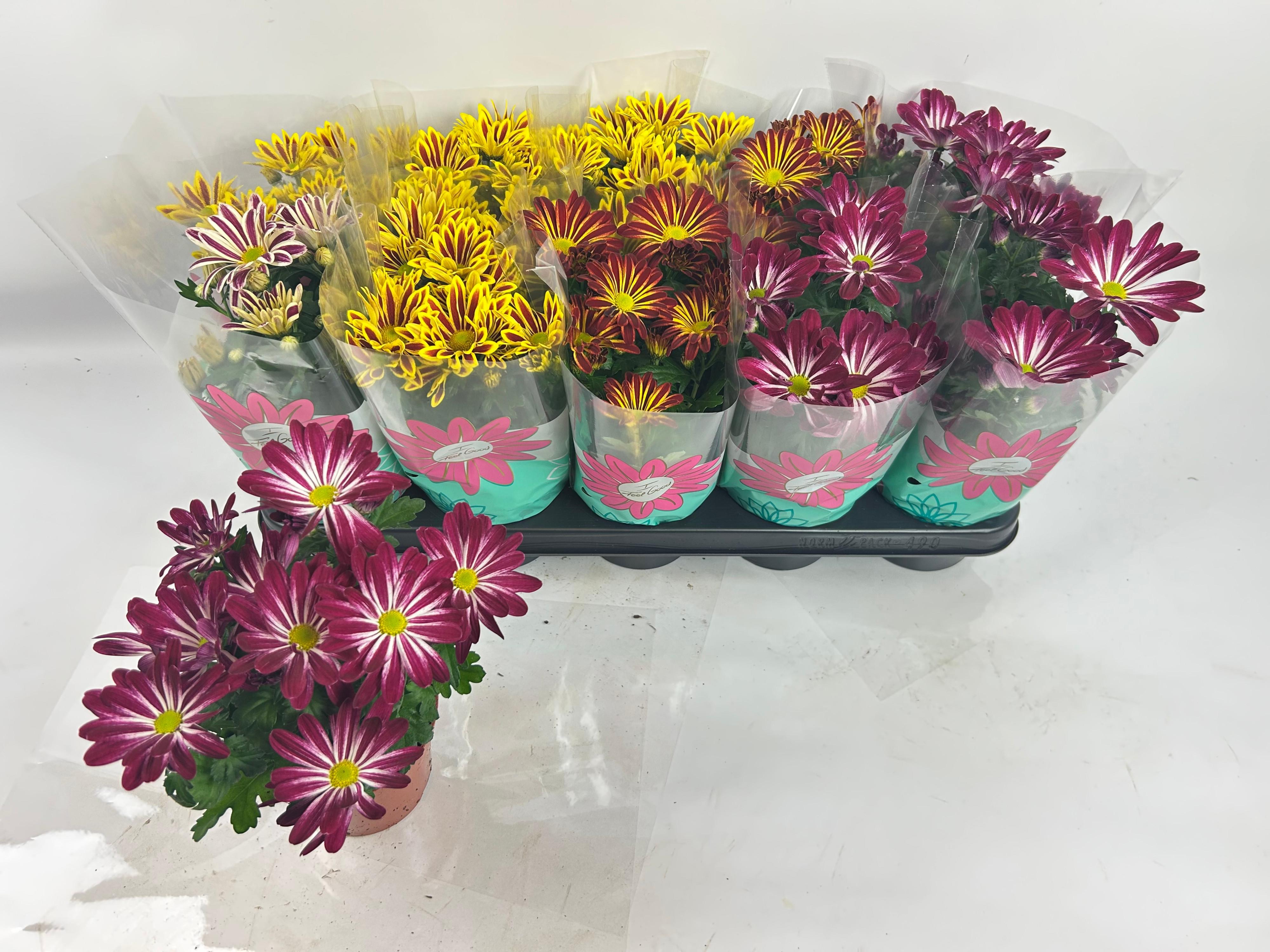 Горшечные цветы и растения оптом Chrys Gem 2 Kl Bloem от 10шт из Голландии с доставкой по России